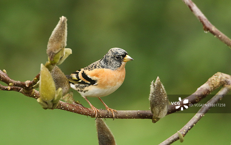栖息在玉兰树枝上的雄性燕雀图片素材