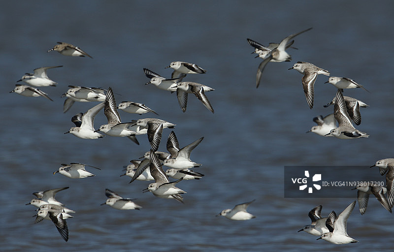 在英国肯特郡，一群美丽的桑德林犬(Calidris alba)和邓林(Calidris alpina)在涨潮时飞过海面。图片素材