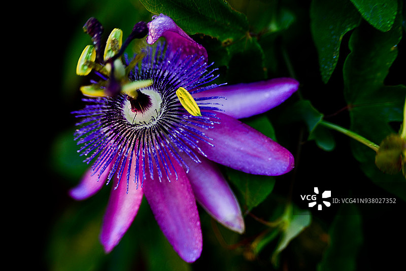 紫色西番莲的微距景观图片素材