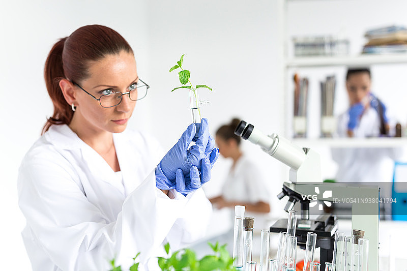 实验员正在寻找新植物图片素材