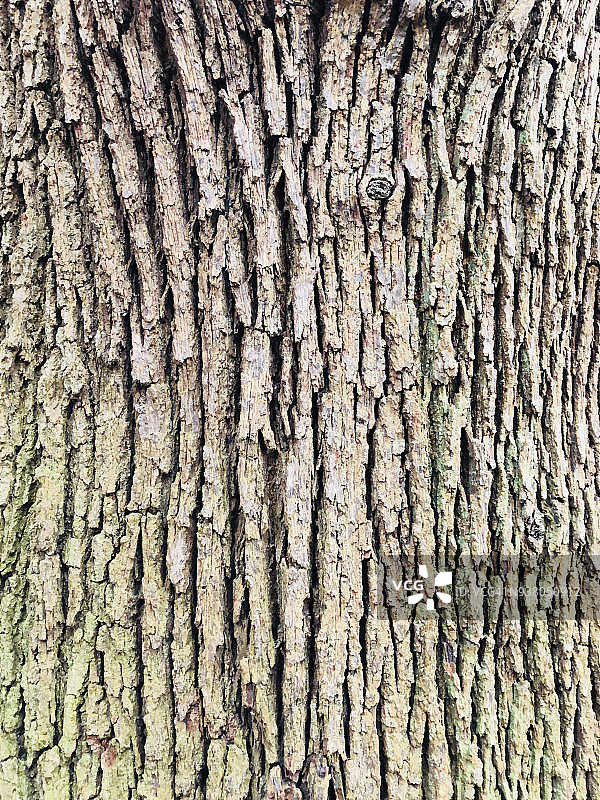 树皮纹理图片素材