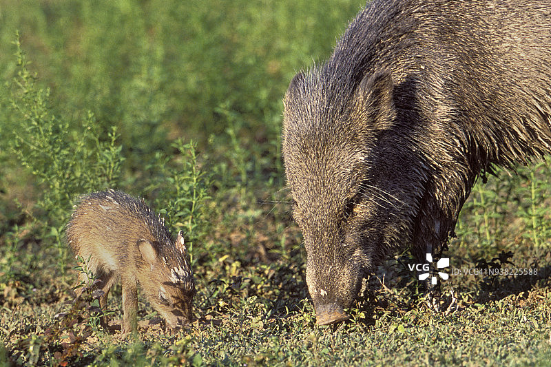 白唇西貒与小猪图片素材