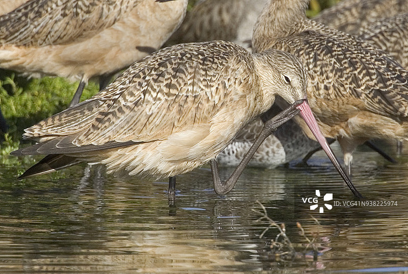 麻斑海雀在抓痒图片素材
