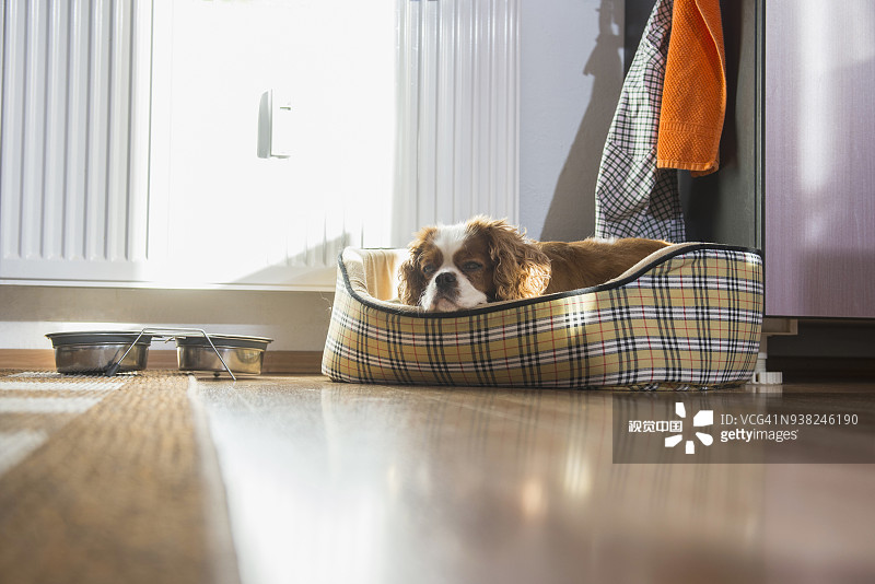 骑士查理国王的猎犬躺在狗筐里图片素材