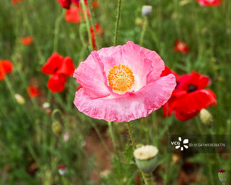 雪莉罂粟花图片素材