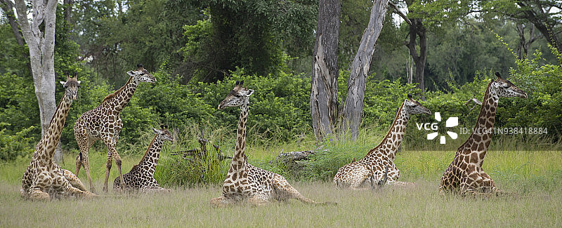 一群长颈鹿在赞比亚国家公园雨季躺卧图片素材