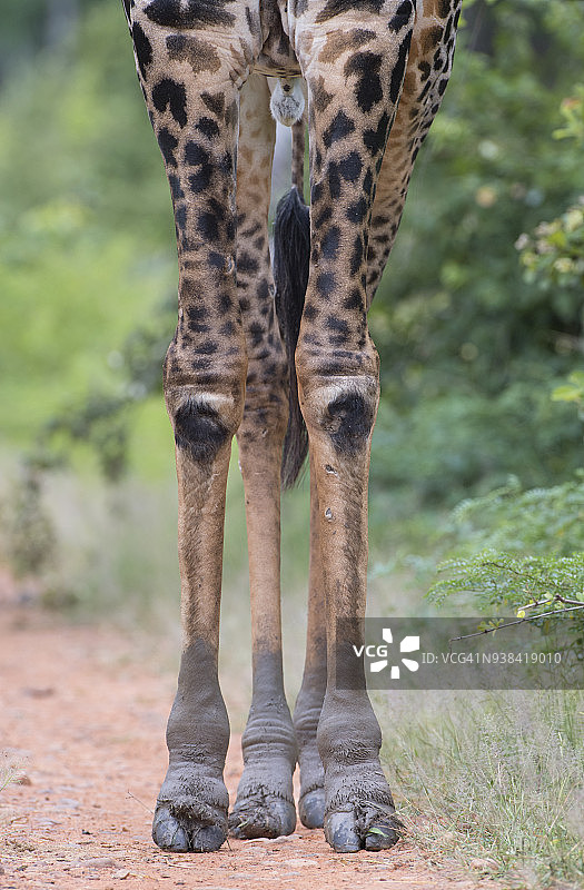 在赞比亚国家公园，大型雄性长颈鹿穿过洪水区到达干燥地面后，腿上沾满泥土的照片图片素材