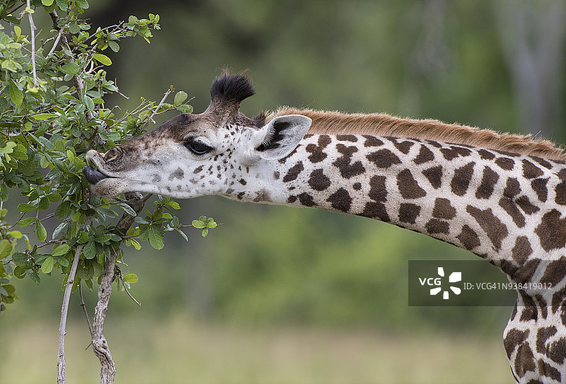 赞比亚国家公园雨季中一只正在享用茂盛植被的幼年长颈鹿图片素材