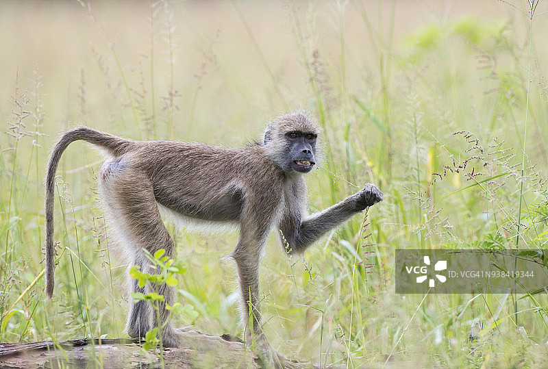 正在剥草籽的狒狒图片素材