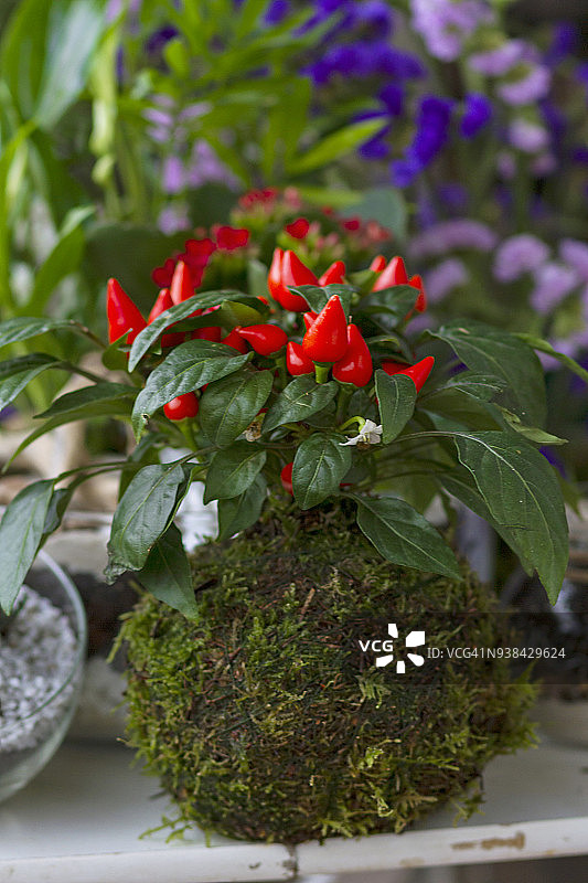创意生态花园图片素材