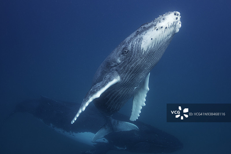 汤加王国，座头鲸幼崽浮出水面呼吸，母鲸在下方守护图片素材