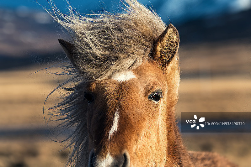 冰岛马特写图片素材