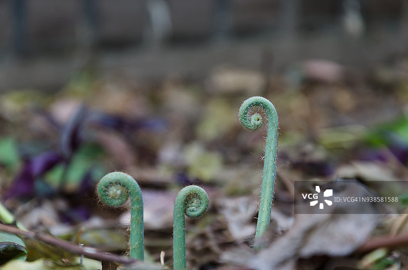 卷曲蕨类新叶的特写图片素材
