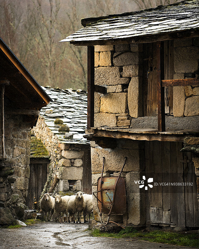 村庄教堂附近的街道上的羊群图片素材