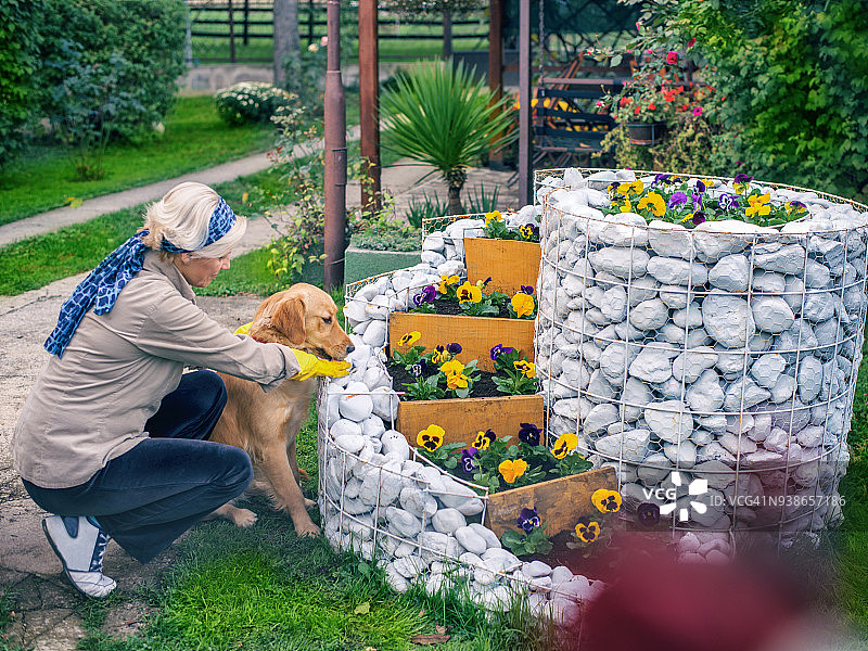 夏天花园里，女人和她的狗一起种花图片素材