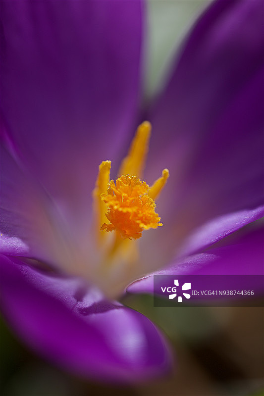 紫色番红花图片素材