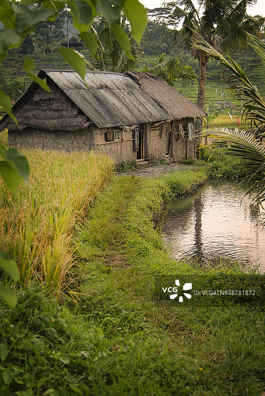 锡德门村的巴厘岛梯田图片素材