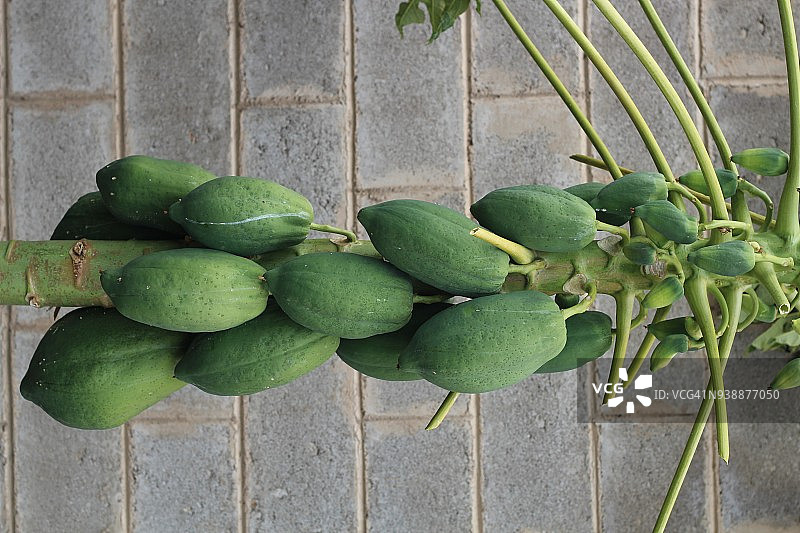 结满果实的木瓜树图片素材