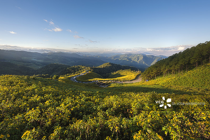 泰国Doi Mae U-Kho的墨西哥向日葵田日出图片素材