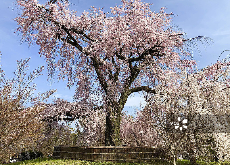 京都樱花图片素材