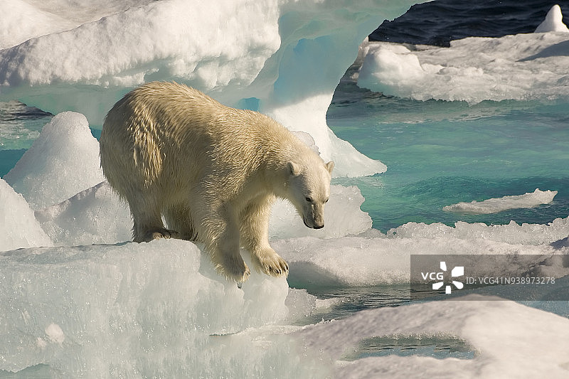 北极熊图片素材