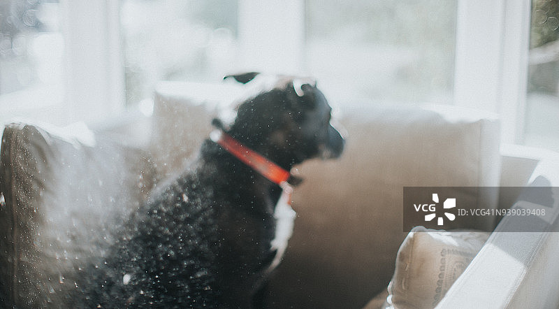 小狗甩动身体图片素材