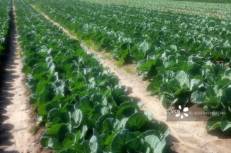 卷心菜田地的透视全景图片素材