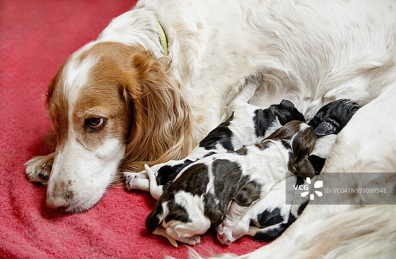 可爱的新生可卡犬幼犬在吃母乳图片素材