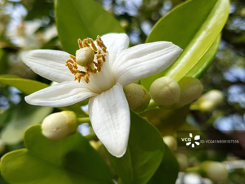 春天苦橙花的芬芳图片素材
