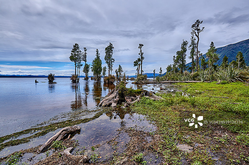 西海岸布伦纳湖天鹅湾的湖岸，新西兰图片素材