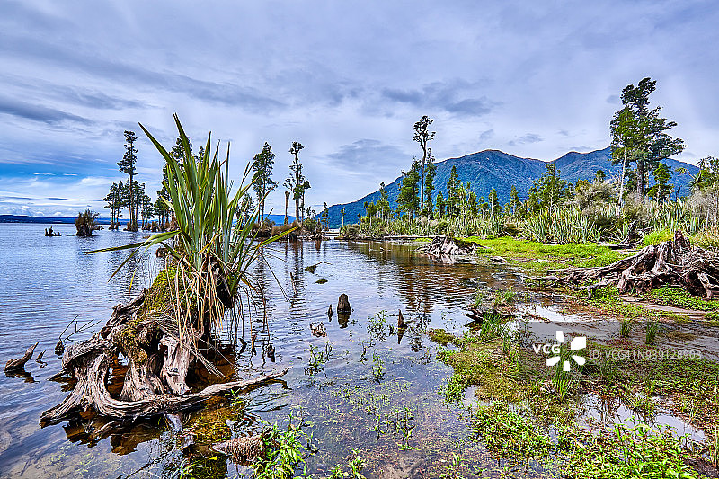 西海岸布伦纳湖天鹅湾的湖岸，新西兰图片素材