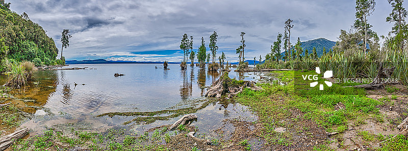 西海岸布伦纳湖天鹅湾的湖岸，新西兰图片素材
