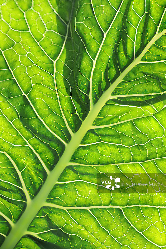 白菜叶图片素材