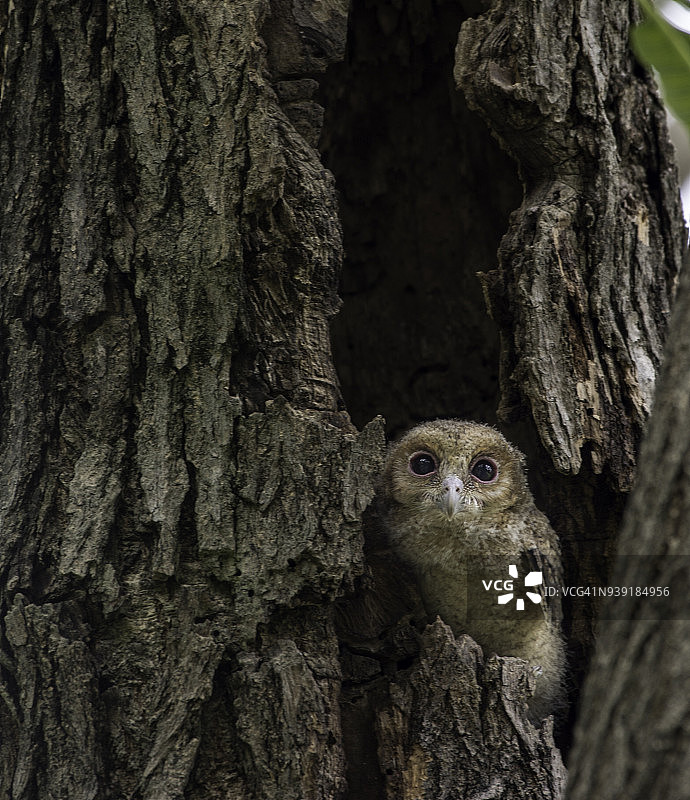 领角鸮幼鸟图片素材