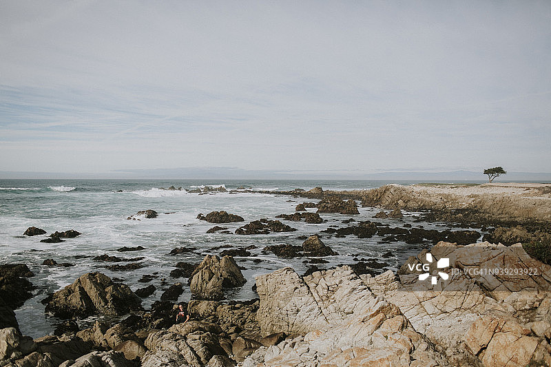 风景如画的圆石滩17英里风景区的单棵柏树图片素材