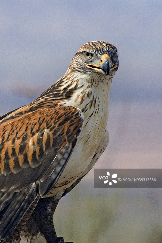 铁锈色鹰图片素材