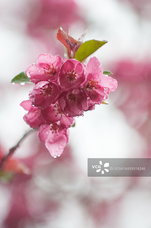 枝头春意盎然图片素材