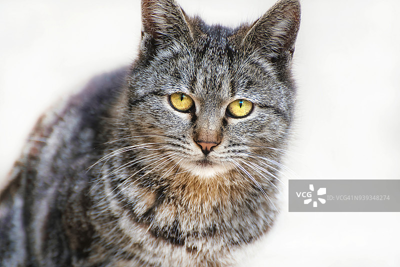 正在观看东西的猫图片素材