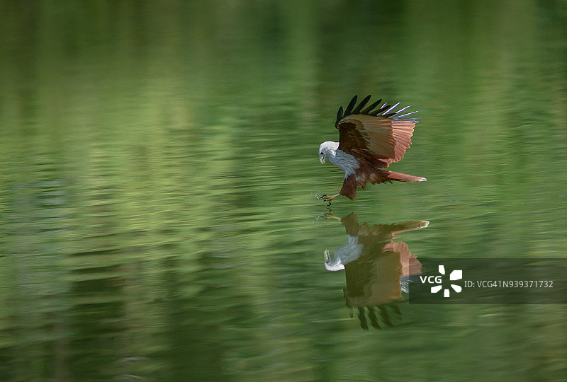 飞行中的栗鸢图片素材