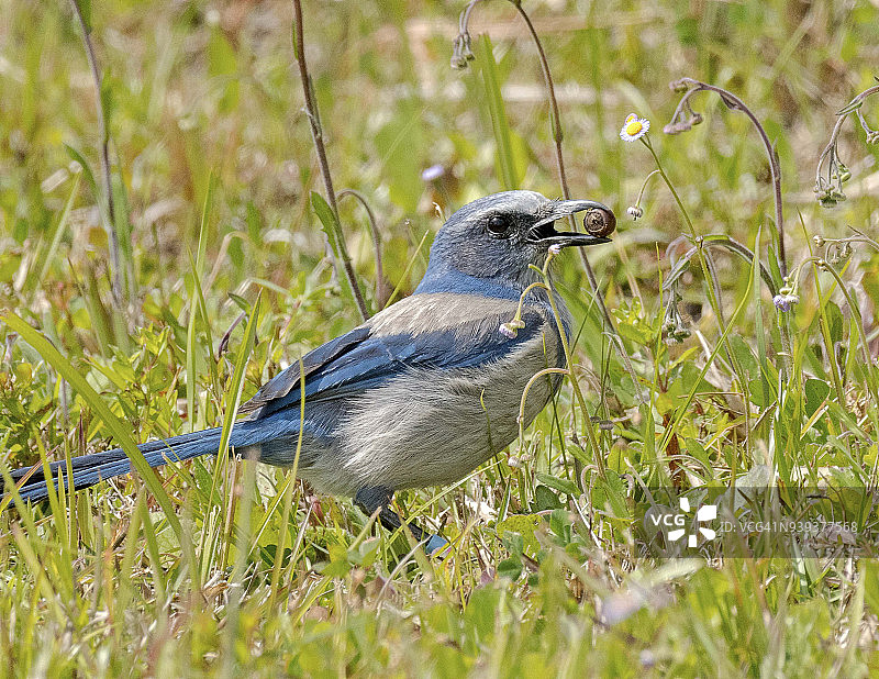地上的丛鸦图片素材