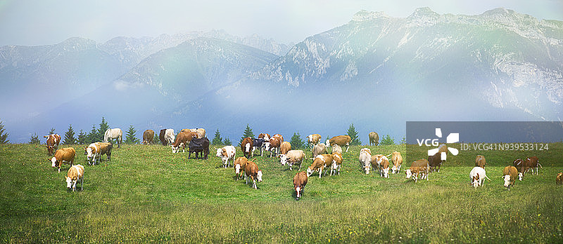 意大利阿尔卑斯山脉的牧场上的奶牛图片素材
