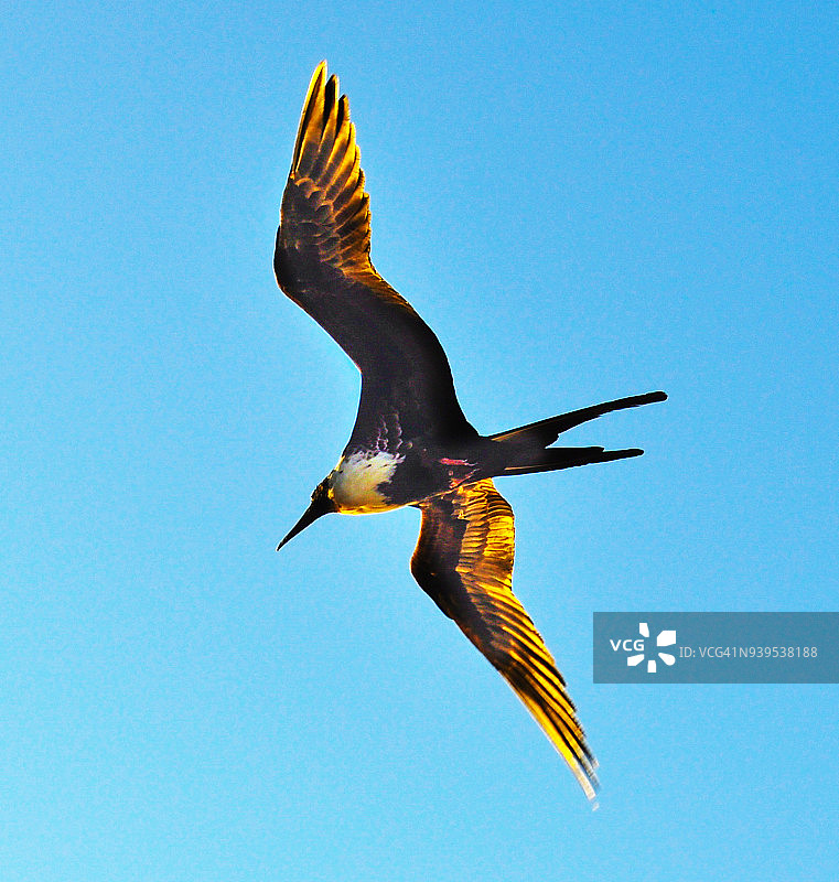 厄瓜多尔洛佩斯港飞翔的军舰鸟图片素材