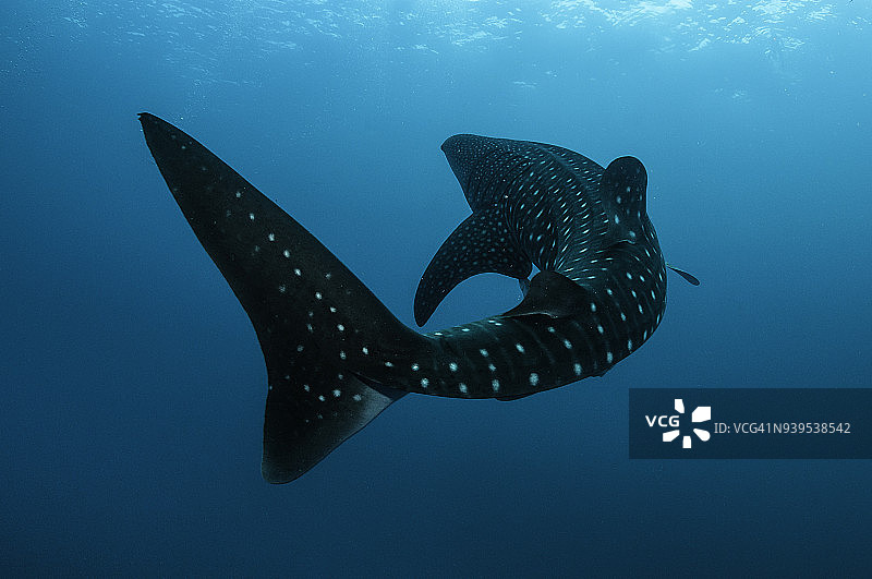 鲸鲨在镜头前转动，位于印度尼西亚西巴布亚省的极乐鸟湾图片素材