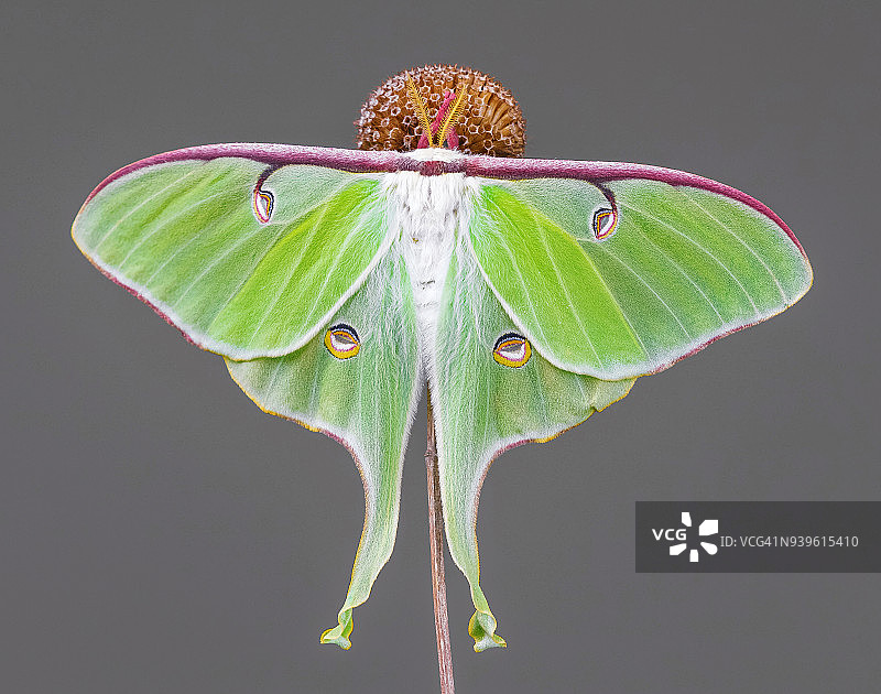 月亮蛾图片素材