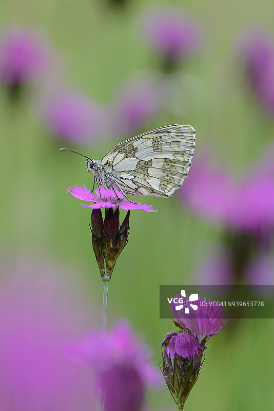 坐在小麝香石竹上的大理石纹凤蝶图片素材