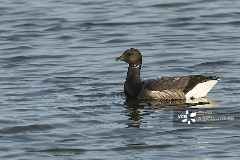 在海里游泳的漂亮黑雁图片素材