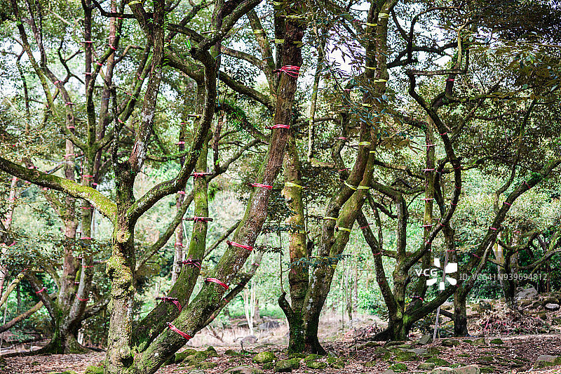 夏季的旧榴莲树；泰国图片素材