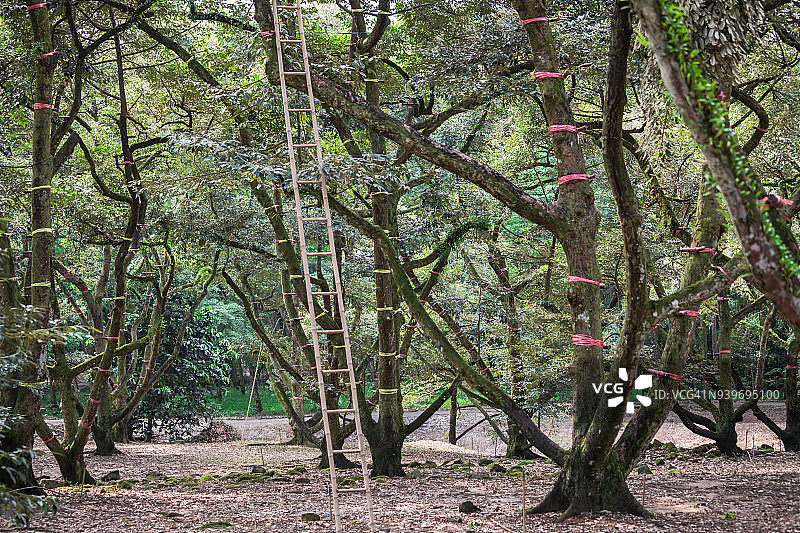 夏季的旧榴莲树；泰国图片素材