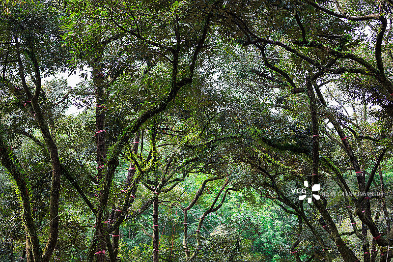 夏季的旧榴莲树；泰国图片素材