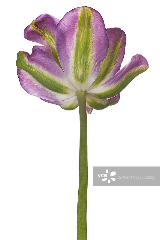 白色背景上的郁金香花朵图片素材